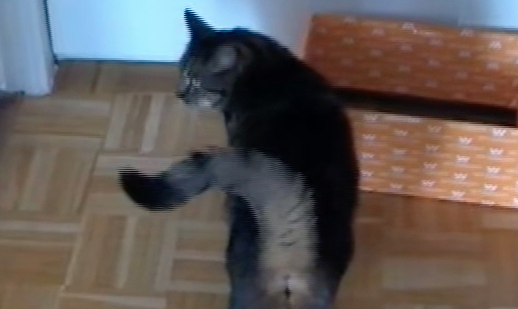 Crazy erkundet einen Karton und Rambo schaut von weitem zu.