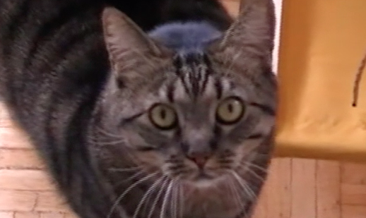 Crazy beim Ausflug auf dem Balkon.